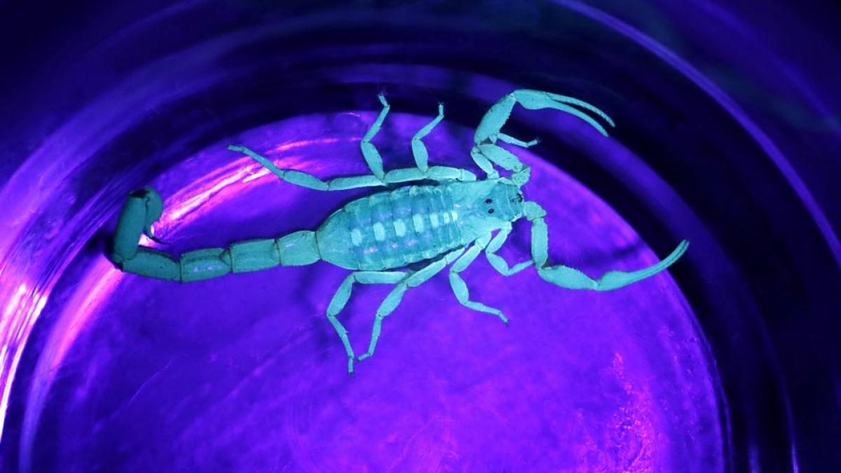 Alacrán observado bajo luz ultravioleta